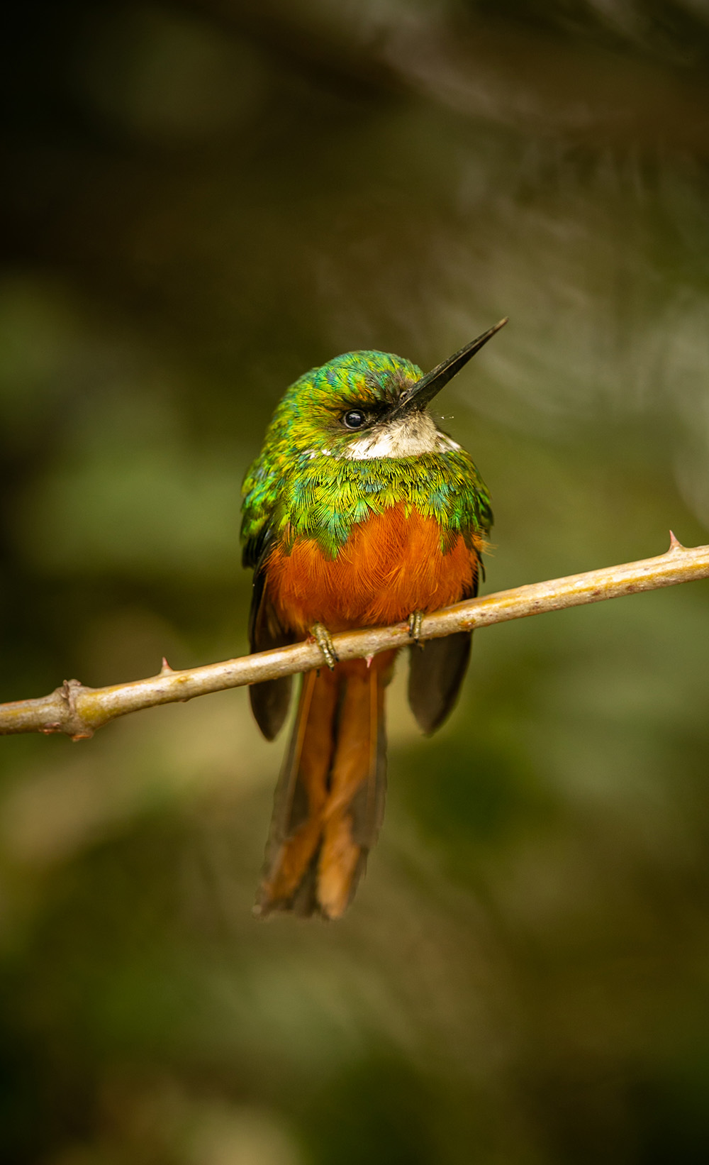 Observación de aves en Piedra Blanca