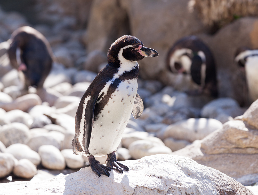 Pingüineras y Lobería de Estaquilla